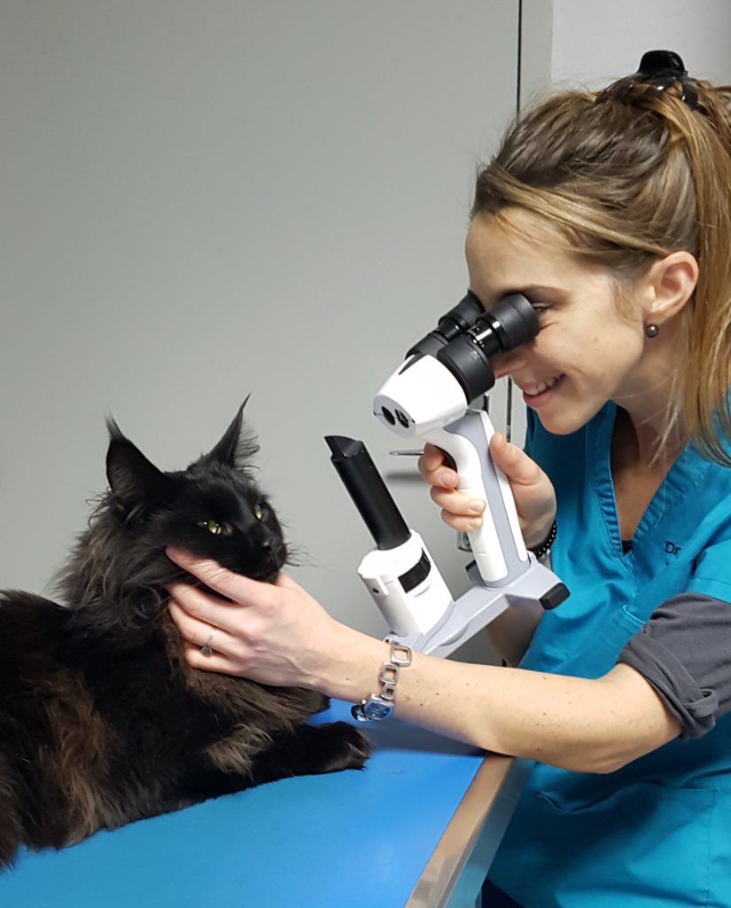 ophtalmologie vétérinaire, consultations spécialisées à Leguevin pour chien chat lapin et autres NACs
