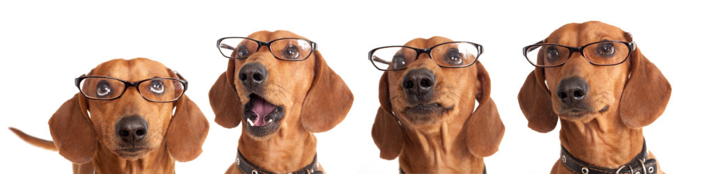 chiens à lunettes - ophtalmologie veterinaire 