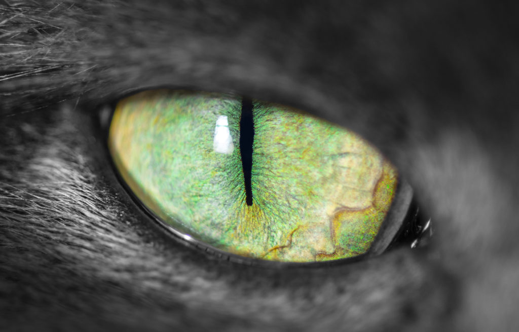 Magnifique oeil de chat - ophtalmologie veterinaire Leguevin