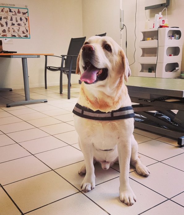 Chien - Clinique vétérinaire La Bastide - Brax