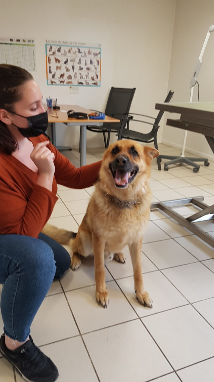 Chien en consultation d'ophtalmologie à Legeuvin