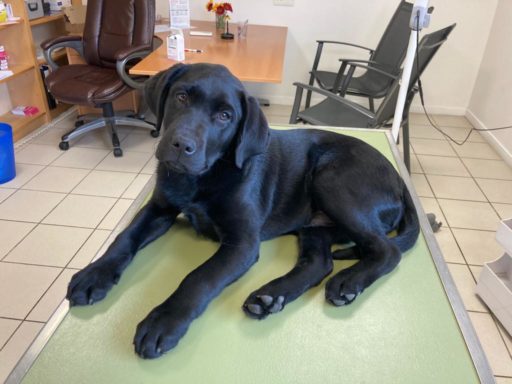 Chiot labrador noir de trois mois sur la table de consultation