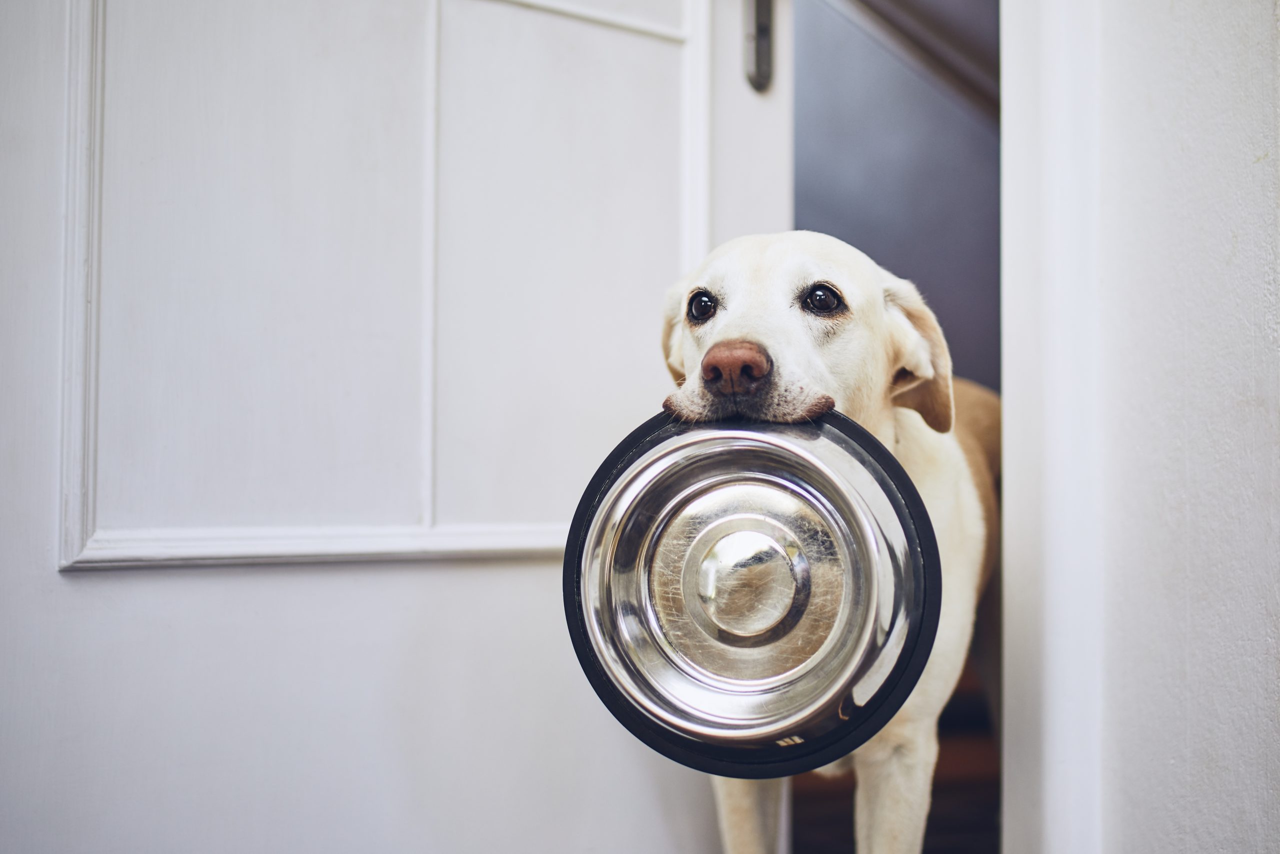 Conseils pour la nutrition de votre compagnon à Léguevin