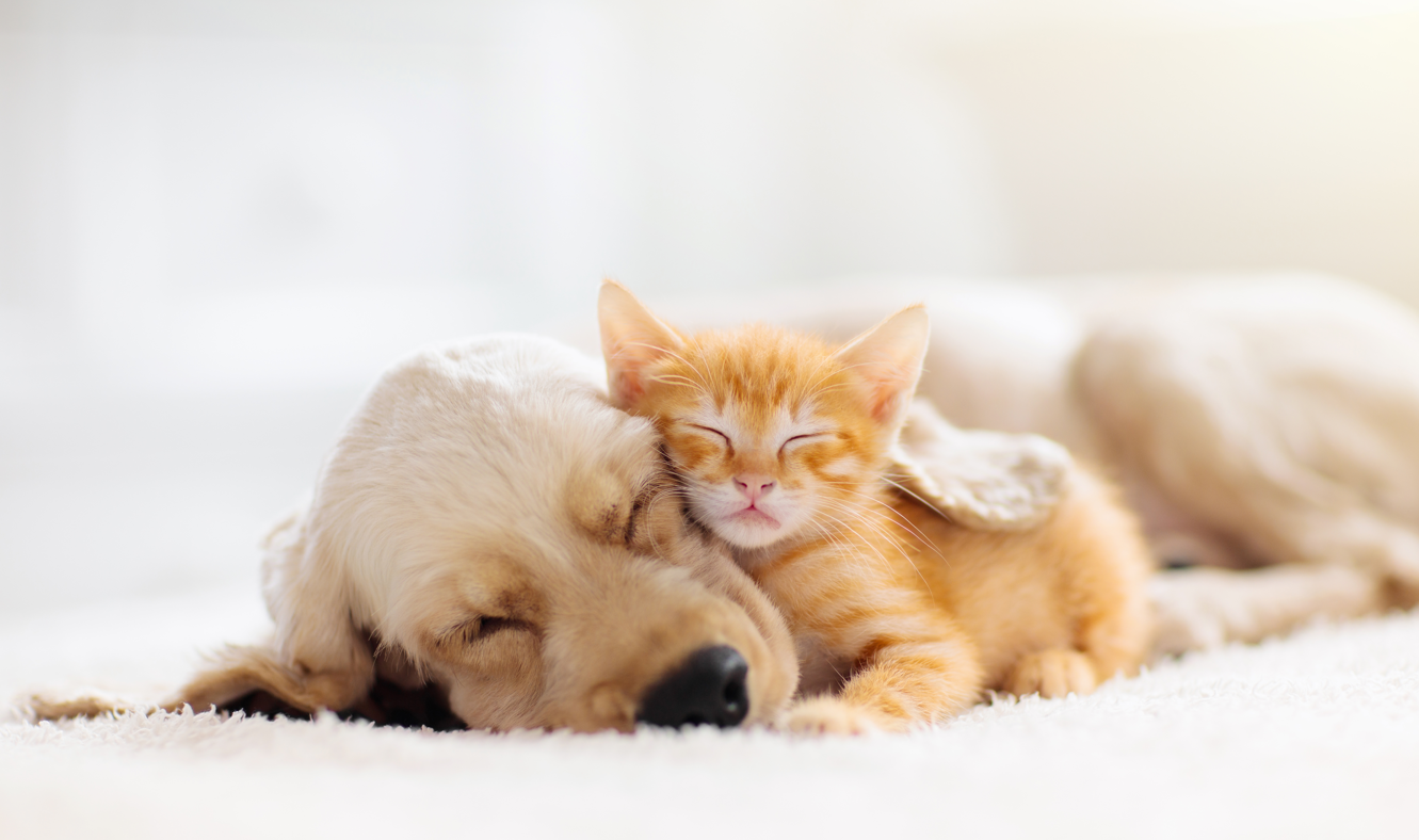 Adorables chiot et chaton