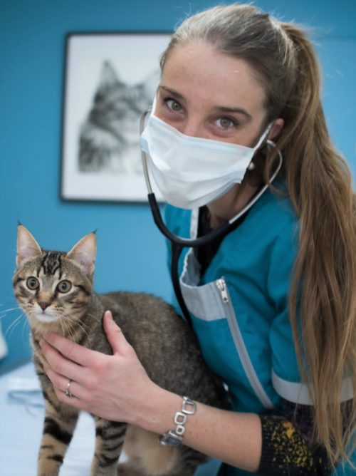 Visites vaccinales chaton à Leguevin