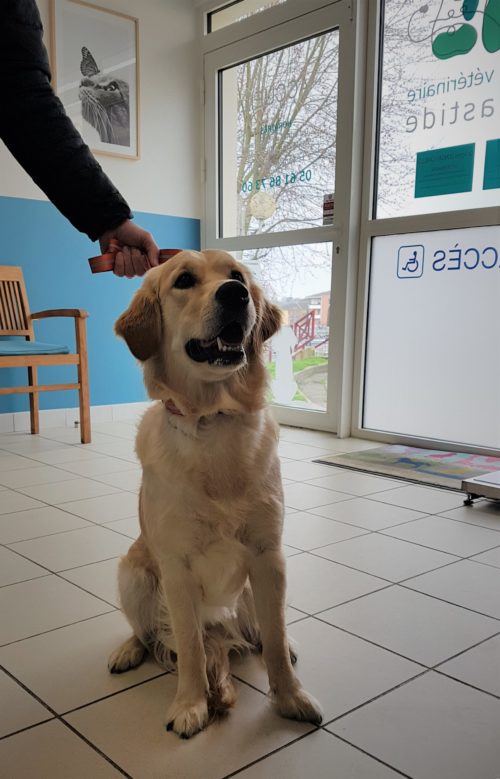 Chien touché par les chenilles processionnaires vu à la clinique vétérinaire de Léguevin