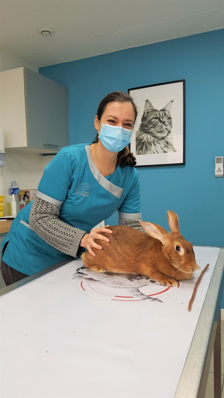 consultation de lapin à la clinique veterinaire de Leguevin