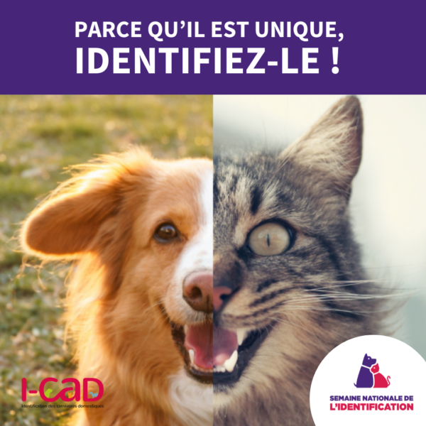 Identification électronique des animaux de compagnie