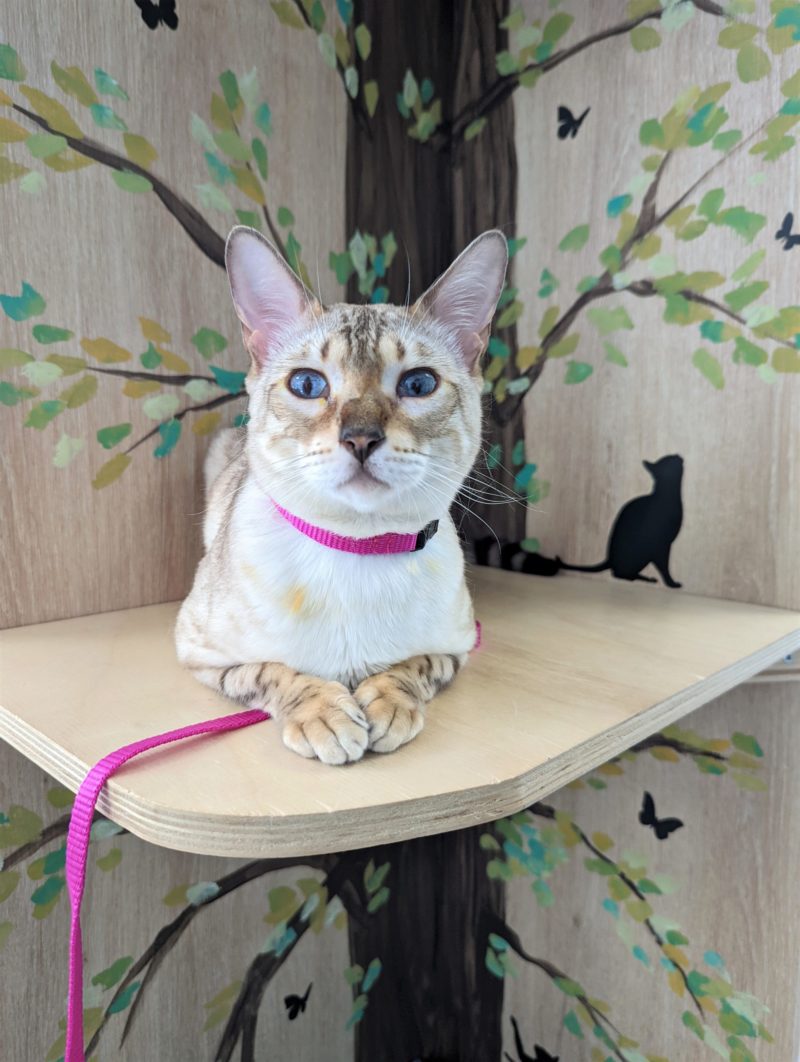 chatte bengal chez le veterinaire à Leguevin