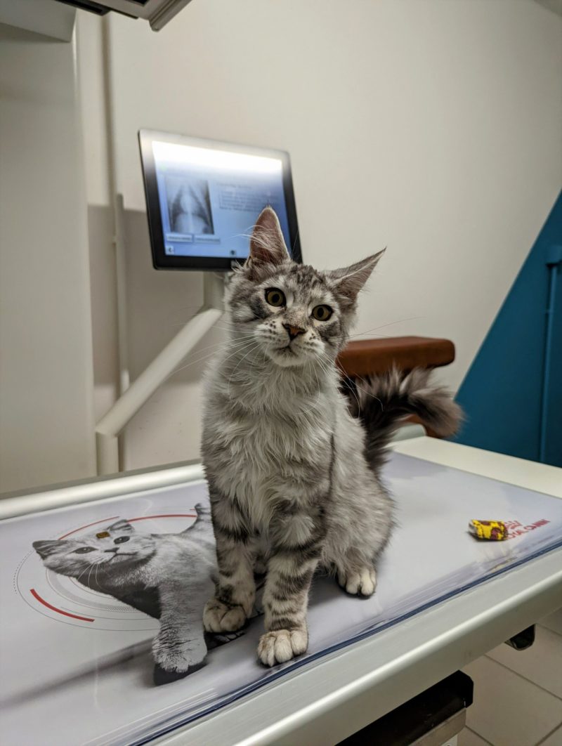 Radiographie vétérinaire Leguevin