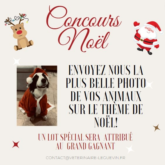 Concours photo de Noël chez votre vétérinaire à Léguevin
