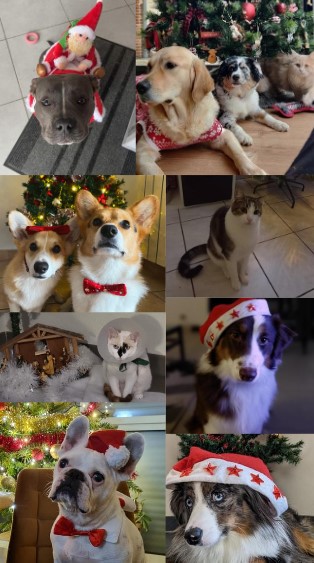 candidats concours de noël veterinaire Leguevin