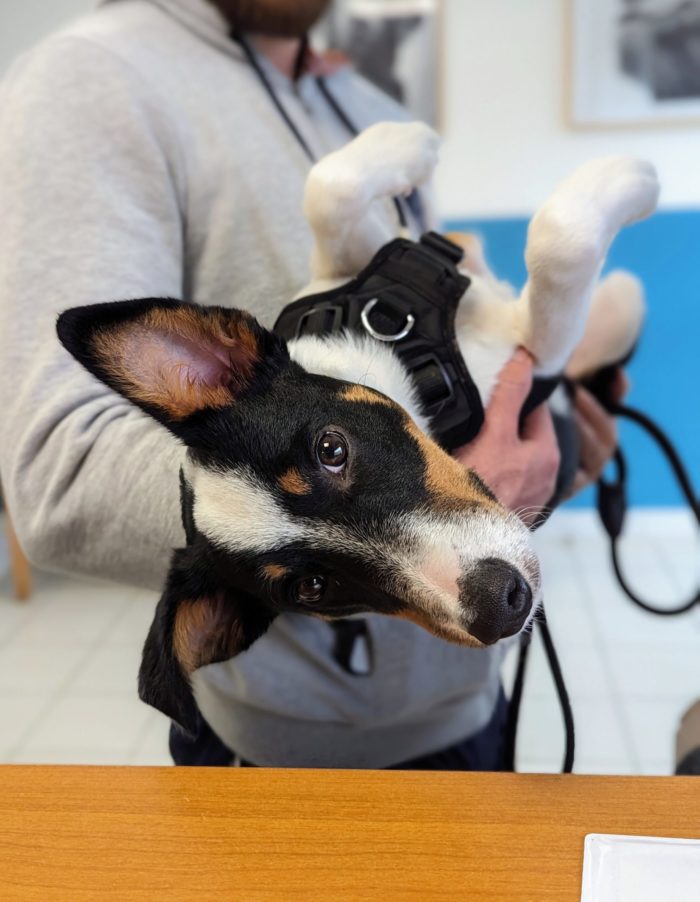 chiot en visite chez le vétérinaire à Léguevin