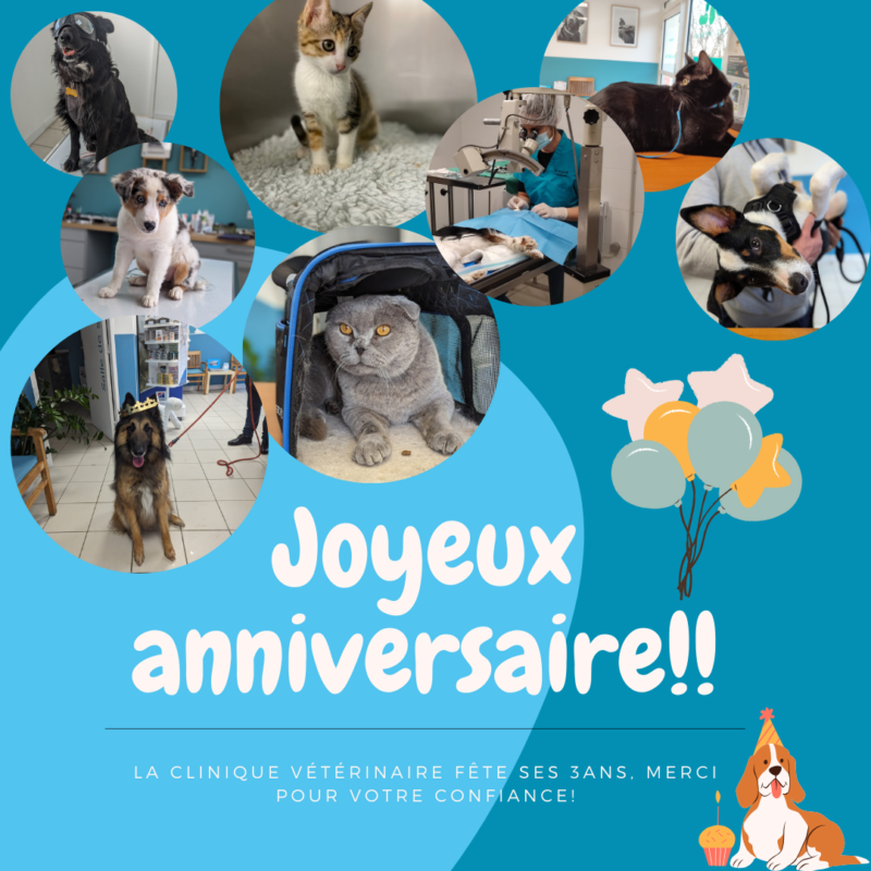 Anniversaire clinique veterinaire Léguevin