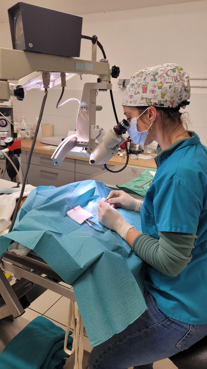 Chirurgie oculaire chez un chat – traitement d’un séquestre cornéen à Léguevin